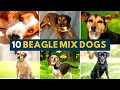 10 Of the Best Beagle Mixes In All Shapes Sizes And Colors