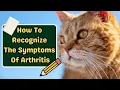 Does My Cat Have Arthritis IMPORTANT SIGNS TO KNOW