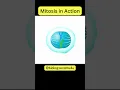 Mitosis in Action 10 Seconds