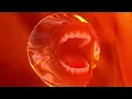 SOFIA ISELLA - Hot Gum (lyric video)