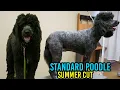 The Right Way To Cut A Standard Poodle For Summer