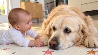 Golden Retriever Loves Being Close to His Baby
