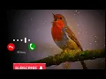 Download Lagu Bird Bgm Ringtones, Bird chirping, Instrumental ringtone, Bird Sound ringtones