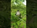 Download Lagu anak burung kutilang memanggil induknya