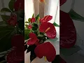 Download Lagu A gift from a friend: Anthurium Andraeanum