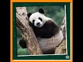 A Panda and Her Friend