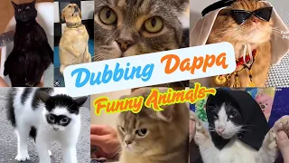 Dubbing Dappa Animal dubbing Compilations #funny #cat #dog #dubbingdappa #funnyanimals #comedy #pets