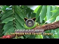 Lagu 🎵Lir ilir  dan Sholawat DJ Trap Middle Bass Gamelan \u0026 Dangdut🎵