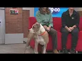 Pet of the Week Meet Oscar from Memphis Animal Services