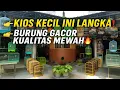 Download Lagu INI KIOS KECIL PALING GILA‼️ STOK BURUNG GACORNYA DI LUAR NALAR!!