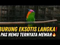 Download Lagu REJEKI ‼️ PULUHAN MINGGU CARI BURUNG EKSOTIS SEPERTI INI GAK DAPET ! PAS NEMU TERNYATA MEWAH