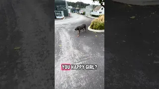 #dream #fyp #doberman #pets #