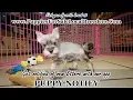 SALT AND PEPPER MINI SCHNAUZER PUPPIES FOR SALE GEORGIA LOCAL BREEDERS NEAR ATLANTA GA