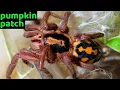 Pumpkin Patch Tarantula Hapalopus formosus Care Husbandry
