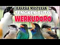 Download Lagu MASTERAN CENDET JUARA FULL TEMBAKAN PANJANG TENGKEK BUTO WERKUDORO MEWAH TERDAHSYAT