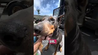 #fyp #dream #doberman #pets #youtube