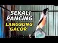 Download Lagu #1🔴 MASTERAN CENDET GACOR DOR FULL ISIAN 100% COCOK BUAT MASTERAN BURUNG JENIS APAPUN