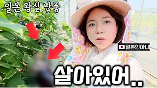 일본 왕실에 납품하는 친구농장에 놀러갔더니..ㄷㄷㄷ