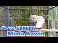 Download Lagu Kutilang Jantan Gacor Over Birahi Minta Kawin