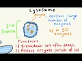 LYSOSOMES - STRUCTURE AND FUNCTION EXPLAINED FAST