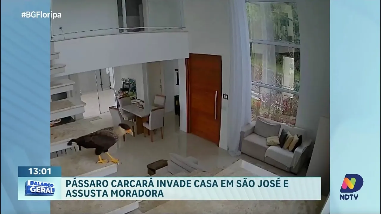 Pássaro carcará invade casa e surpreende moradora em São José