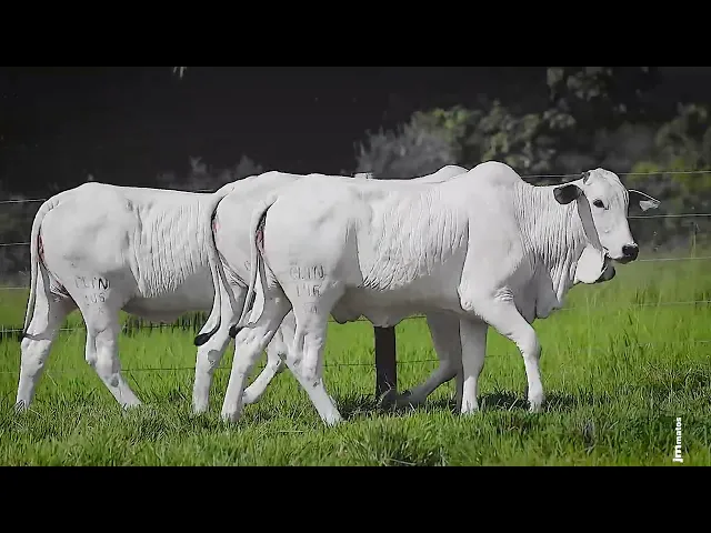 3 Novilhas Nelore P.O.