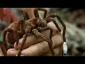 Download Lagu Holding a Wild Goliath Tarantula | Deadly 60 | BBC Earth Explore