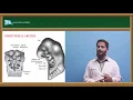Morphological development of craniofacial structures Orthodontics