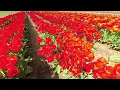 Download Lagu Tulip Town visit