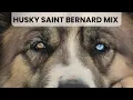 Husky Saint Bernard Mix AKA Saint Berhusky