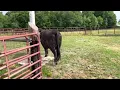 Rogers Auctioneers