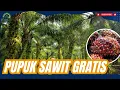 Download Lagu PUPUK SULIT DAN MAHAL UNTUK TANAMAN SAWIT, INI SOLUSINYA