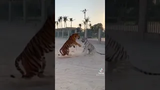 نمر برتقال و نمر أبيض 