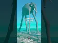 Download Lagu Zunesha (One Piece) in perspective! 35 km 🤯🐘