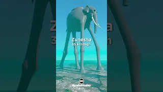 Zunesha One Piece In Perspective 35 Km 