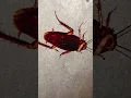 Download Lagu ##insects ##insecticida ##911 ##bug ##viral ##telapoka ##911attacks ##
