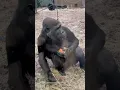 Lagu #Gorilla #silverback #gorila #monkey #ape #aap #chimpanzee #baboon #funny #गोरिल्ला #ゴリラ #Artis #zoo