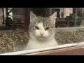 When You Live With a Grumpy Cat