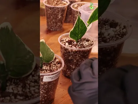 Propagate With Me 🌿 | Propagating Hoyas for My Plant Shop #thegreenearth #plants