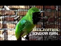 Download Lagu Tarung Nagen EMOSI Beset Nembak - Cucak Ijo Gacor bongkar Isian