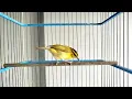 Download Lagu SUARA PIKAT BURUNG CIKRAK DAUN