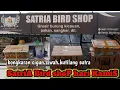 Lagu Update hari kamis di satria birdshop bongkaran cigun.sirtu.sogon.kutilang sutra.kaso-kaso!!