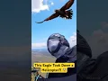 Download Lagu Heeft een wigstaartarend een helikopter neergehaald?! 😨 #wildlife