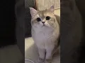 Download Lagu Wait a minute 😯#viral #trending #shorts #helpmemakethismakesense #memes
