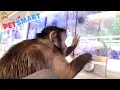 Monkey Goes Petsmart Shopping For His New Girlfriend