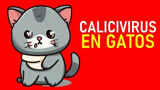 CALICIVIRUS felino | La Vida Con Gatos 9 @lavidacongatos