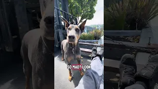 .. #fyp #pets #doberman #dream #creatorsearchinsights
