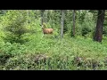 New law limits technology when it comes to hunting big game animals in Idaho
