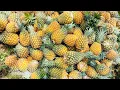 A Tour of The Biggest Pineapple Farm in Ghana 15000 Acres