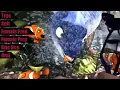 Girl Fish Eats Clown Fish - Padak